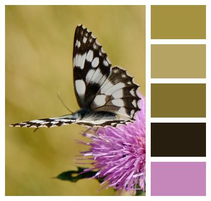 Marbled White Butterfly Butterfly Flower Image